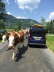 zell am see 5